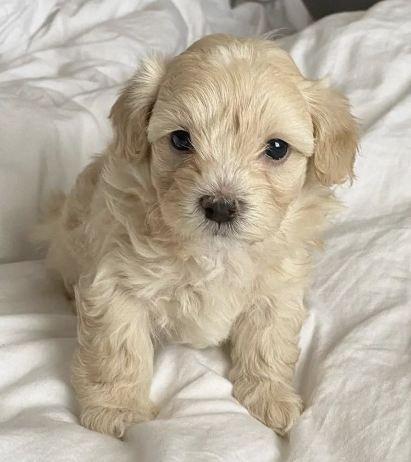 Maltipoo Kaufen deutschland