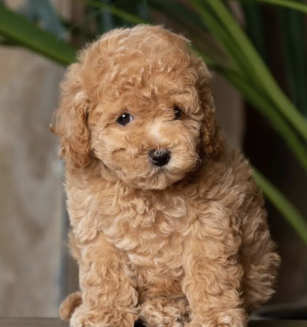 Maltipoo Welpen kaufen