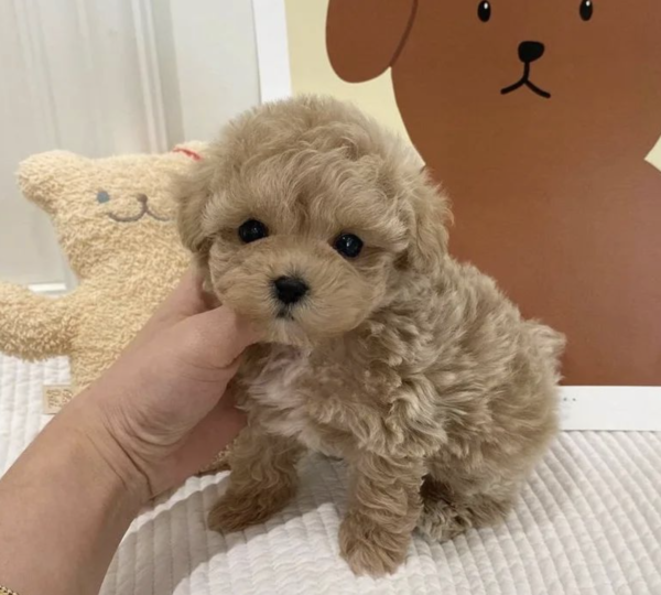 Maltipoo kaufen