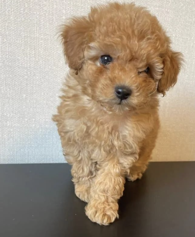 Maltipoo kaufen Wien