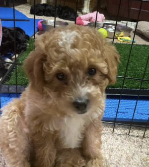 Maltipoo welpen berlin