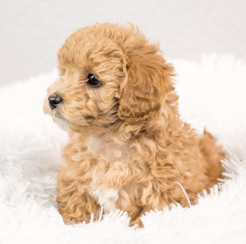 Maltipoo züchter frankfurt