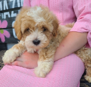 maltipoo kaufen hamburg